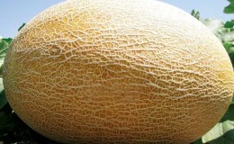 The Amal melon hybrid, loved by summer residents, tastes great and is resistant to diseases