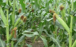 We study the structure of corn from A to Z: what parts a vegetable consists of and where each part is applied
