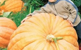 Pumpkin variety