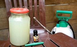 Rules for processing cucumbers with whey and iodine: recipes and proportions
