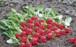 When is it better to plant radishes before winter and is it possible to grow a good harvest