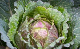 At what temperature does cabbage freeze