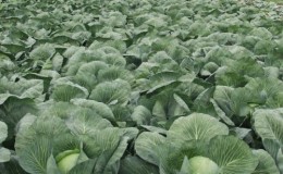 An early ripe hybrid of Krautkaiser F1 cabbage, suitable for long-term storage