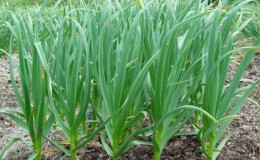 We follow the rules of crop rotation: what can be planted after the onion for the next year, and what is not worth it