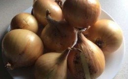 High-yielding winter onion variety 
