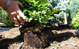 Planting and caring for honeysuckle outdoors in spring