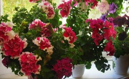 Is it possible to grow a petunia in a pot as a houseplant