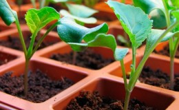 Timing and technology of planting broccoli cabbage for seedlings and caring for seedlings at home