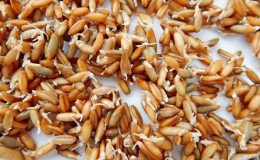 The benefits and harms of sprouted rye for humans