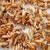 The benefits and harms of sprouted rye for humans