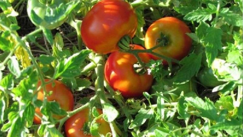 The ideal variety for a rich, tasty, early harvest of tomatoes: Skorospelka tomato