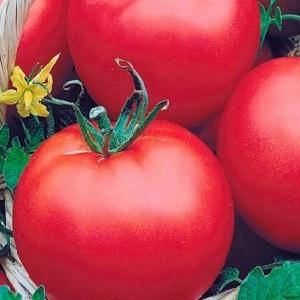 The ideal variety for a rich, tasty, early harvest of tomatoes: Skorospelka tomato