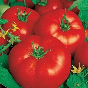 The ideal variety for a rich, tasty, early harvest of tomatoes: Skorospelka tomato
