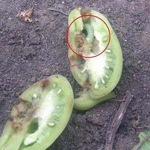 What tomatoes are sick with and how to treat them