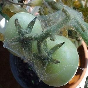 What tomatoes are sick with and how to treat them