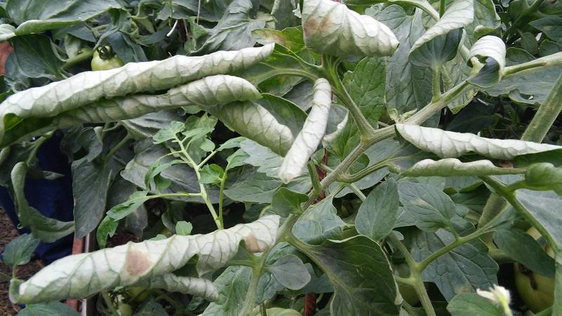 What tomatoes are sick with and how to treat them