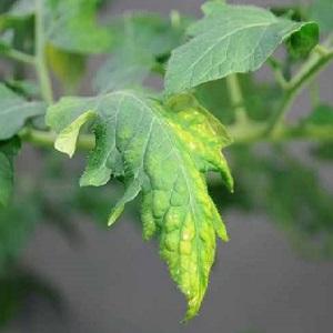 What tomatoes are sick with and how to treat them