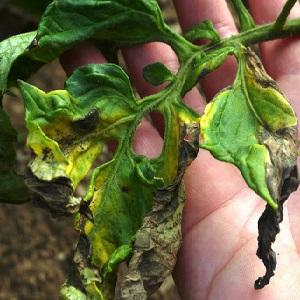 What tomatoes are sick with and how to treat them