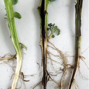 What tomatoes are sick with and how to treat them