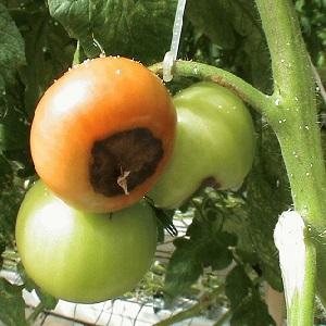 What tomatoes are sick with and how to treat them