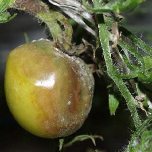 What tomatoes are sick with and how to treat them