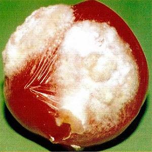 What tomatoes are sick with and how to treat them