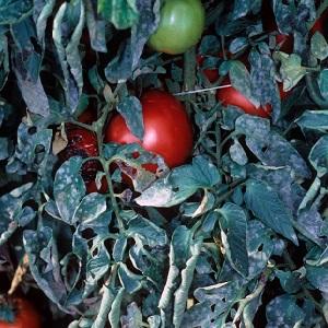 What tomatoes are sick with and how to treat them