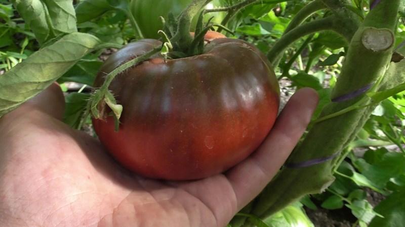 Unusual and aesthetic tomato variety Black Baron - easy to grow and pleasing with an abundance of harvest