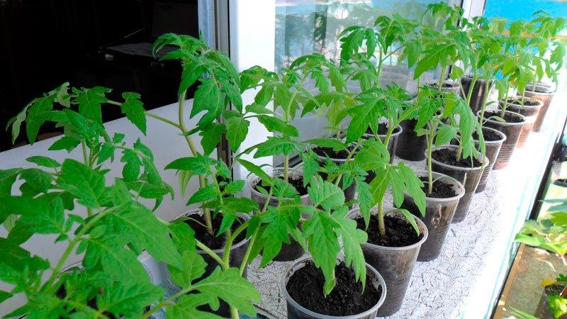 A favorite of farmers among tomatoes: Tomato Bull's Heart, characteristics and description of the variety