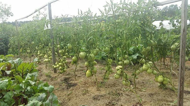 A favorite of farmers among tomatoes: Tomato Bull's Heart, characteristics and description of the variety