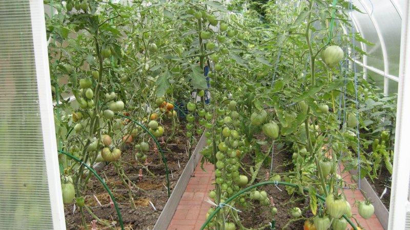 A favorite of farmers among tomatoes: Tomato Bull's Heart, characteristics and description of the variety