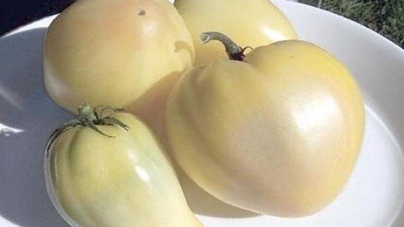 A favorite of farmers among tomatoes: Tomato Bull's Heart, characteristics and description of the variety