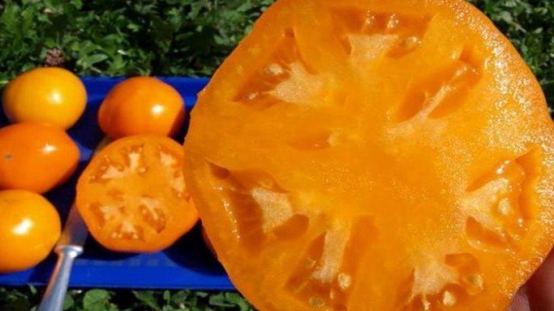 How to grow a Persimmon tomato on your plot - tricks and tips from experienced gardeners