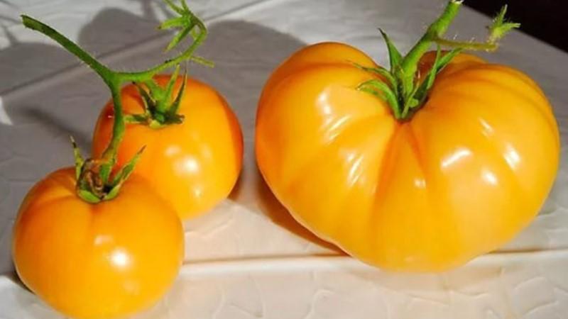 How to grow a Persimmon tomato on your site - tricks and tips from experienced gardeners