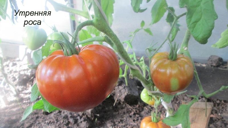 Universal early-ripening tomato variety - tomato Morning dew