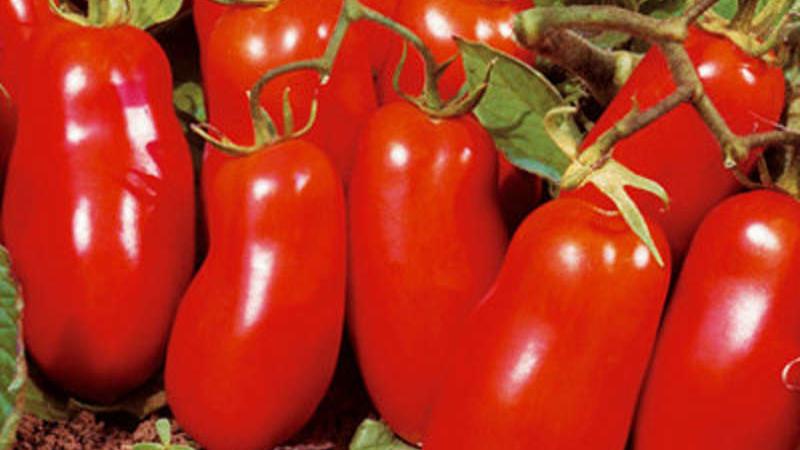 What low-growing varieties of tomatoes are the most productive