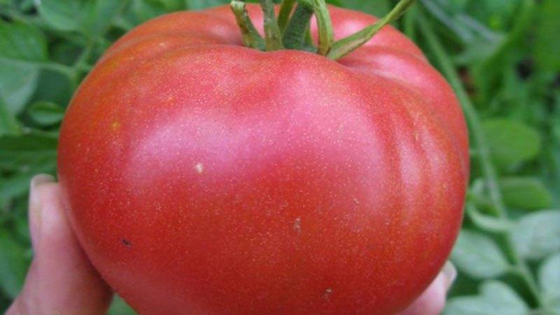 What low-growing varieties of tomatoes are the most productive