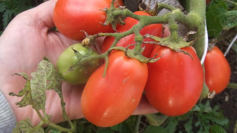 What low-growing varieties of tomatoes are the most productive