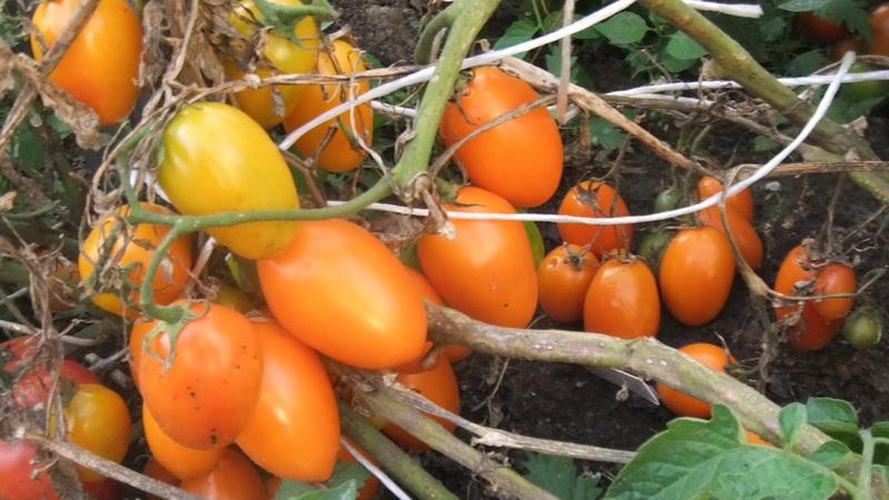What low-growing varieties of tomatoes are the most productive