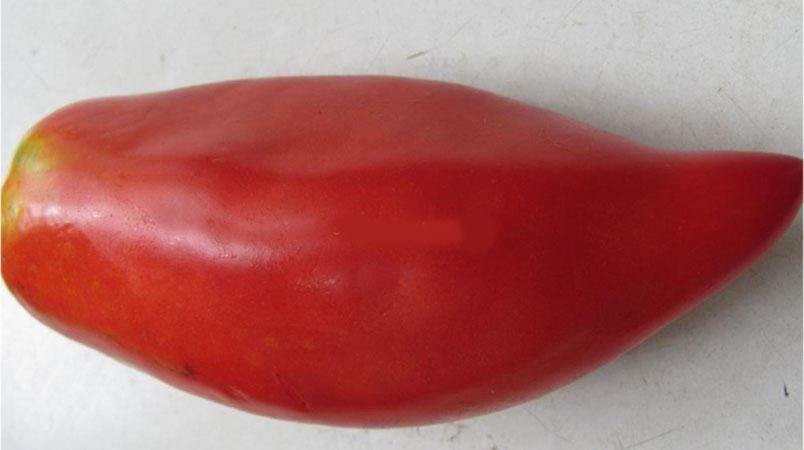 What low-growing varieties of tomatoes are the most productive