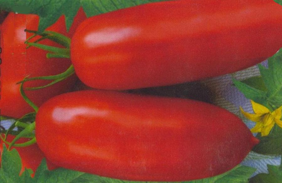 What low-growing varieties of tomatoes are the most productive
