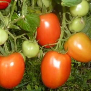 How to grow good Stolypin tomatoes
