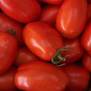 How to grow good Stolypin tomatoes