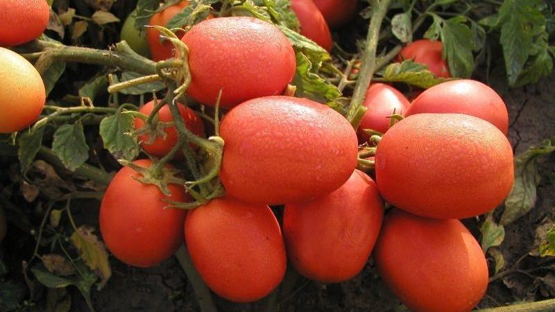 How to grow good Stolypin tomatoes