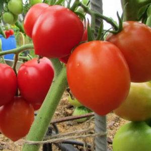 How to grow good Stolypin tomatoes