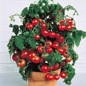 We grow tiny tomatoes in the garden and at home - Pugovka tomato and the intricacies of caring for it