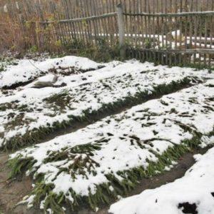 We save the harvest from the cold: how to cover garlic for the winter, how and when to do it right