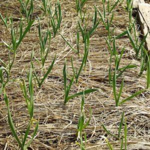 We save the harvest from the cold: how to cover garlic for the winter, how and when to do it right