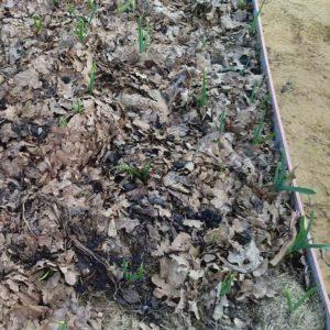 We save the harvest from the cold: how to cover garlic for the winter, how and when to do it right