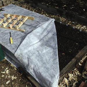 We save the harvest from the cold: how to cover garlic for the winter, how and when to do it right